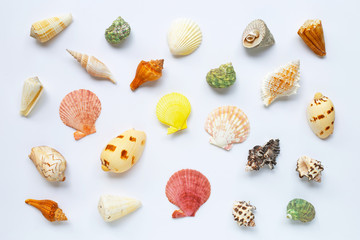 Composition of exotic sea shells on white