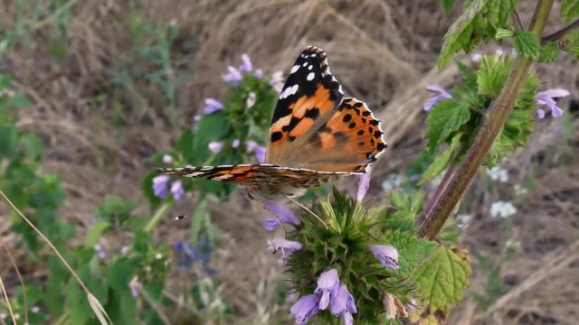 Vanessa cardui known as the painted lady butterfly is a multi-colored, beautiful medium-sized butterfly, lives in America and Eurasia. Makes long migrations.