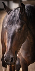 Fototapeta premium Pferd