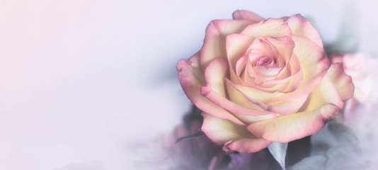 Sweet color rose in soft color for floral background - obrazy, fototapety, plakaty