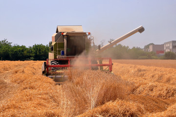 Fototapeta premium Mietitura e trebbiatura del grano con mietitrebbiatrice 