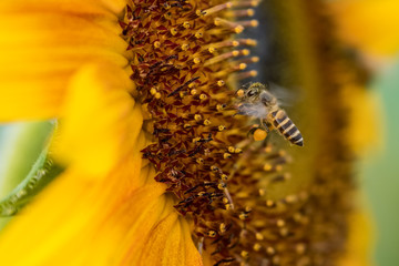 Bee collects nectar from a sunflower flower