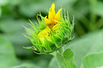 Sunflowers can be seen in the summer.