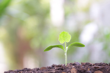 Young green sunflower plant growing in the morning with dew