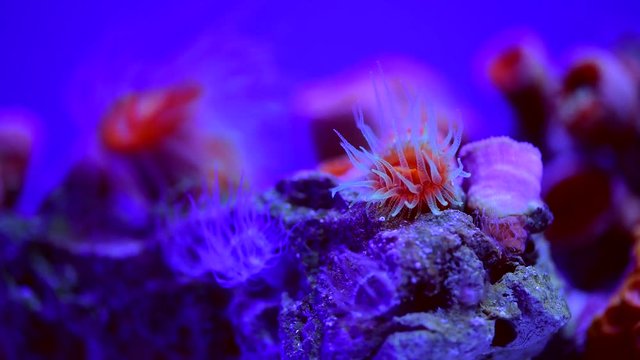 Sea anemone animal macro video 4k nature ocean life blue color