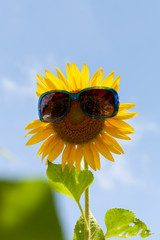 Sunflower with sunglasses,sunflower in a fields,image for nature background and summer background