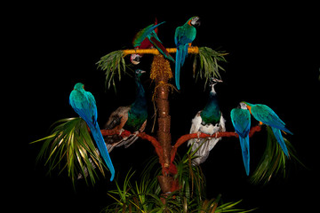 A large group of bright colorful circus peacocks and parrots on a black background