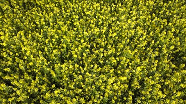 Idaho Camas Prairie Yellow Green Conola 