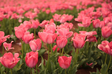 The blooming pink tulips in the spring