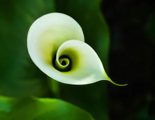 Velours gordijnen Calla spiral © lynn k watson