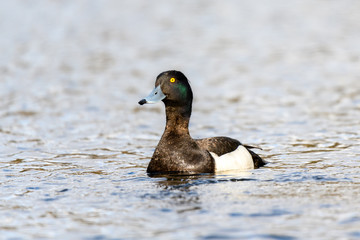 The Tufted Duck - Aythya Fuligula - male of small, black and white diving duck