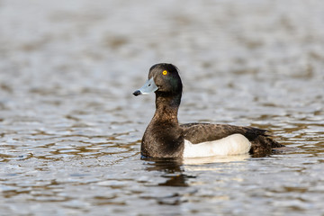 The Tufted Duck - Aythya Fuligula - male of small, black and white diving duck