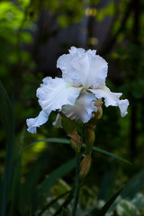White iris blooms in the garden