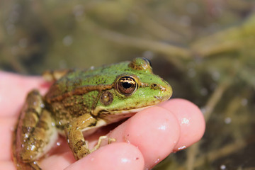 Friendly green frog sits on a human hand on the background of the pond