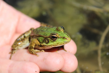 Friendly green frog sits on a human hand on the background of the pond