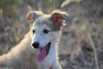 A small cute beige puppy of medium breed with a pink tongue sitting among the dry grass