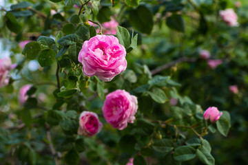 May rose blooms in the garden