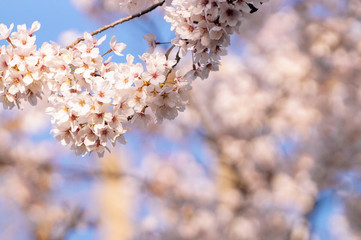 blue sky and cherry blossome tree