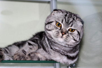 Close-up view of gorgeous Scottish shorthair tabby lop-eared cat with expressive orange eyes lies on the glass shelf and observes