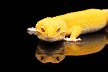 Yellow Leopard gecko lizard with red eyes and a reflection on a black background