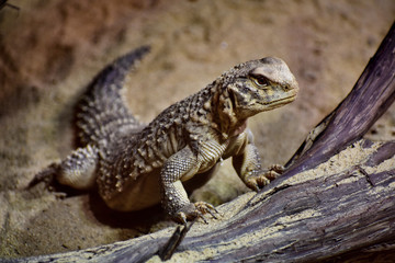 Lizard
