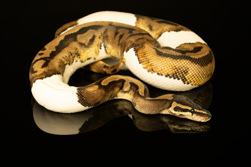 Close-up of an ivory and brown and green buttermorph ballpython adult full body lying on a black background with reflection