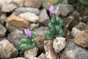 cyclamen flowers growing in the garden