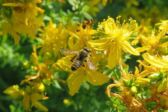 Bee on st John's wort flowers in the garden, closeup 
