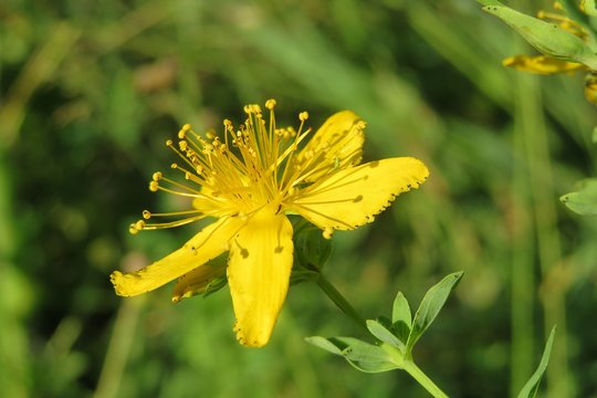 Beautiful St Johns wort flower in the garden in spring, closeup