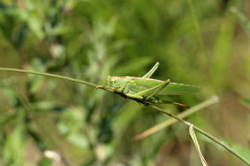 Green Locust sitting on the stem of a plant