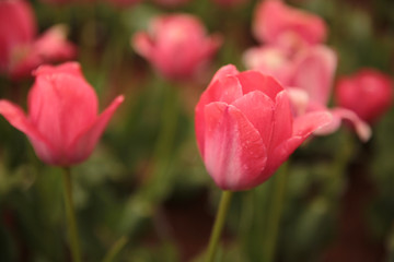 The blooming pink tulips in the spring