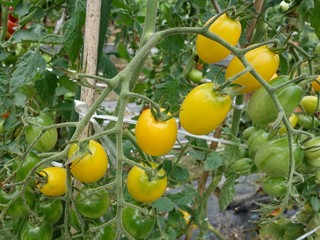 畑のミニトマト