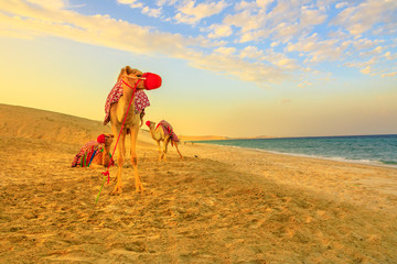 Three camels on the beach at Khor al Udaid in Persian Gulf, southern Qatar with sand dunes and sea on background. Camel ride is a popular tour in Middle East, Arabian Peninsula. Beautiful sunset light