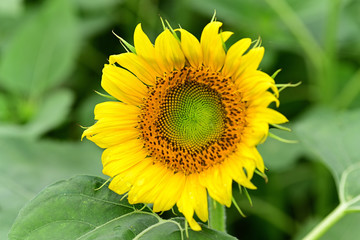 Sunflowers can be seen in the summer.
