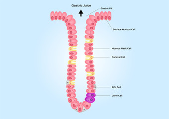 Gastric pits and gland vector / anatomy organ