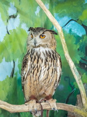 An owl with large round eyes sits in cage