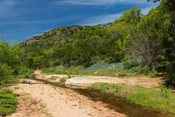 Bluebonnets along a stream and trees in background