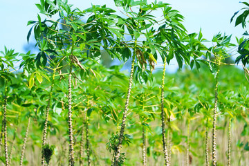 Cassava trees are growing and the leaves are in the garden