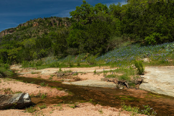 Bluebonnets along a stream and trees in background