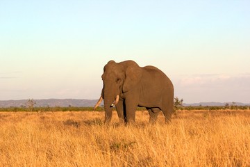 A big African Elephant during sunset