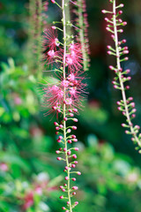 Pink Flower of Careya arborea ontree..