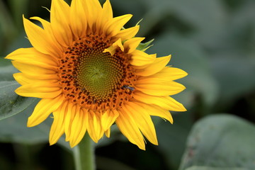 Obraz premium Sunflowers can be seen in the summer.