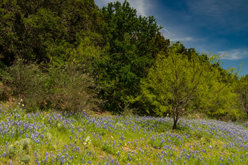 Bluebonnets wildflowers along tree line blue sky background