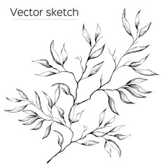 Contour branch with leaves on a white background. Drawn with ink for design, decoration, greeting cards, tiles, invitations, advertisements. Vector sketch.