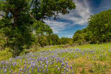 Bluebonnets wildflowers field in Texas hillcountry and blue sky background