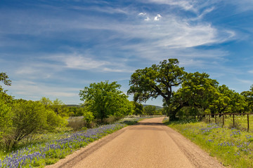 Bluebonnets wildflowers along a Texas dirtroad lined with trees and blue sky background
