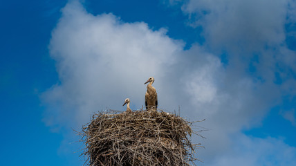 Stork in the nest close-up against the sky.