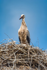 Stork in the nest close-up against the sky.