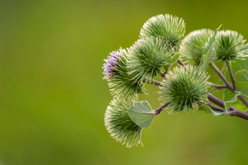 Grosse Klette (Arctium, lappa) mit spitzen Stacheln zum Anheften wie Klettverschluss an...
