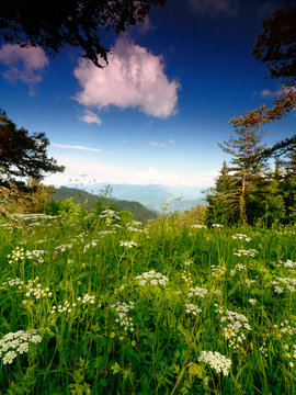 Wandern in National Park Bordschomi, Georgien